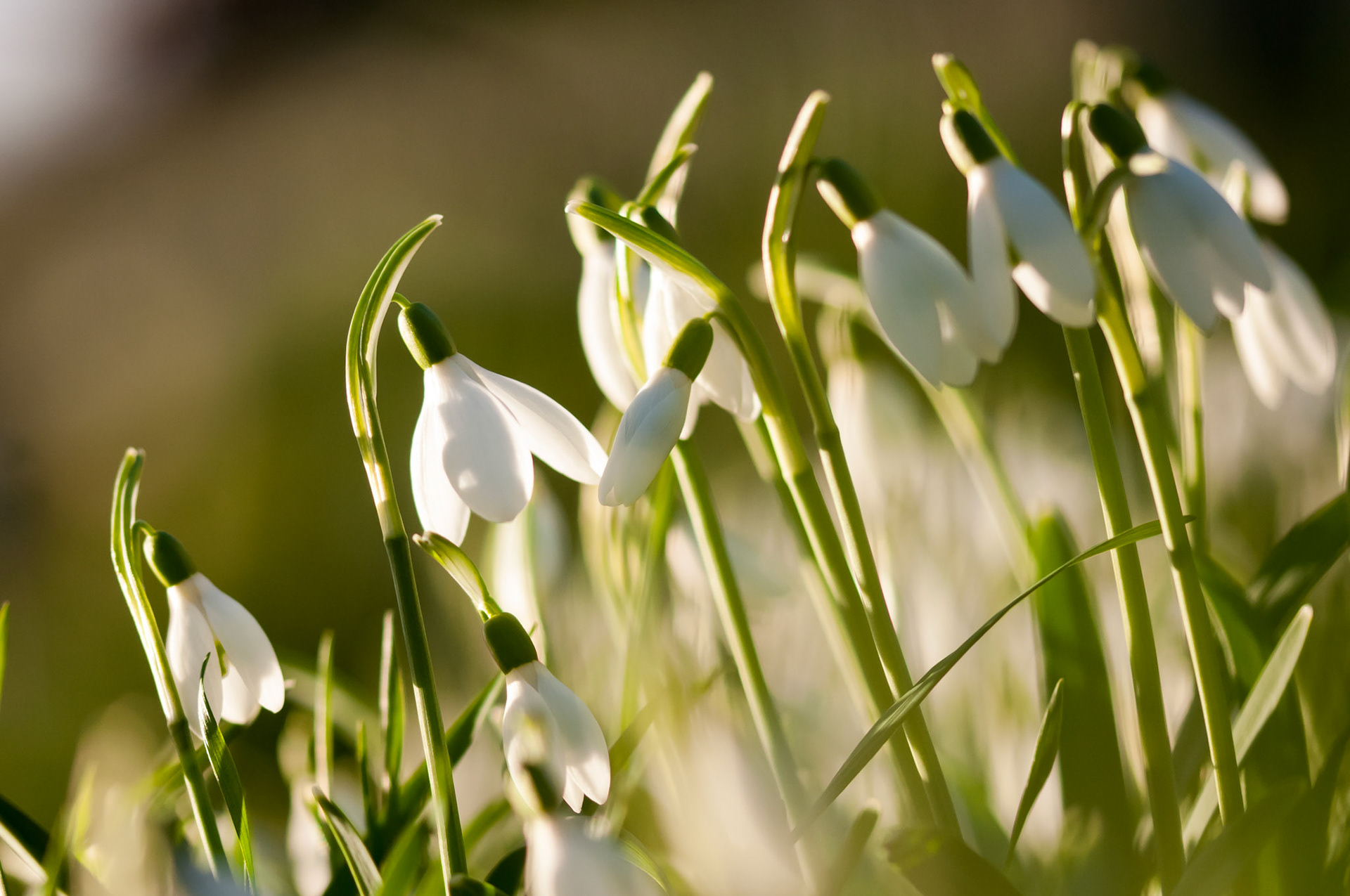 Snowdrops, 2014