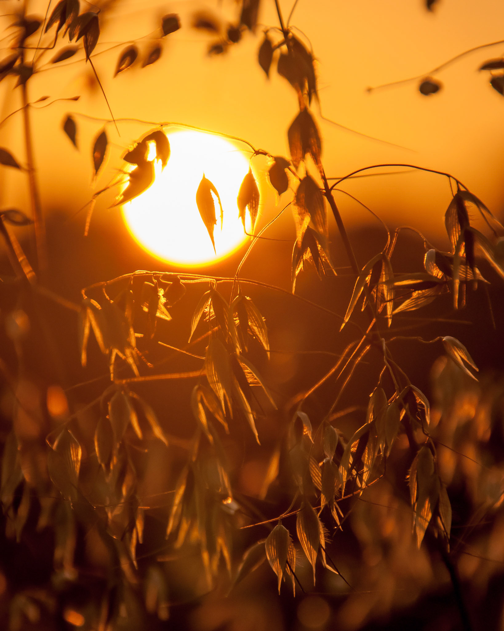 Harvest sunset