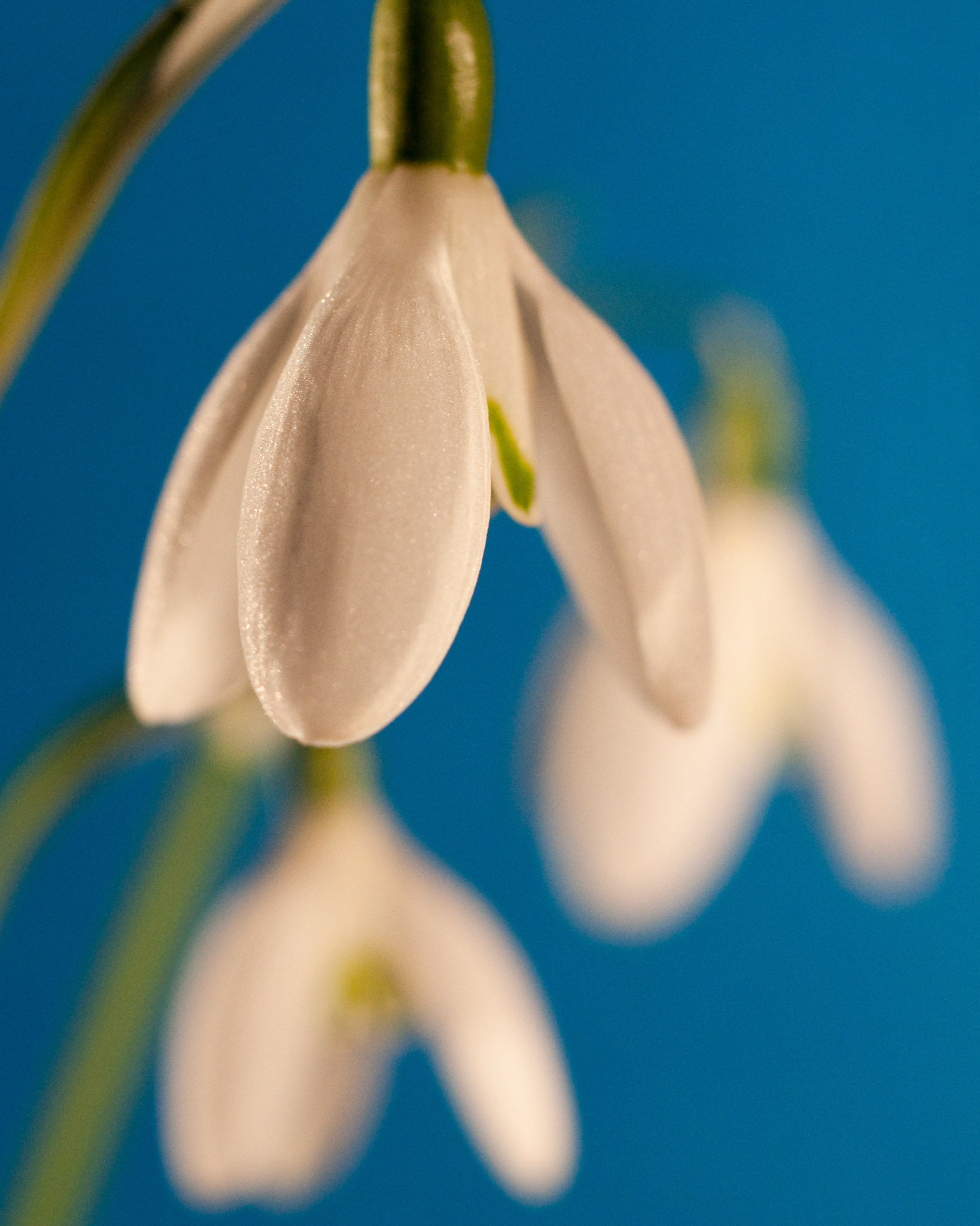 Snowdrops, 2010