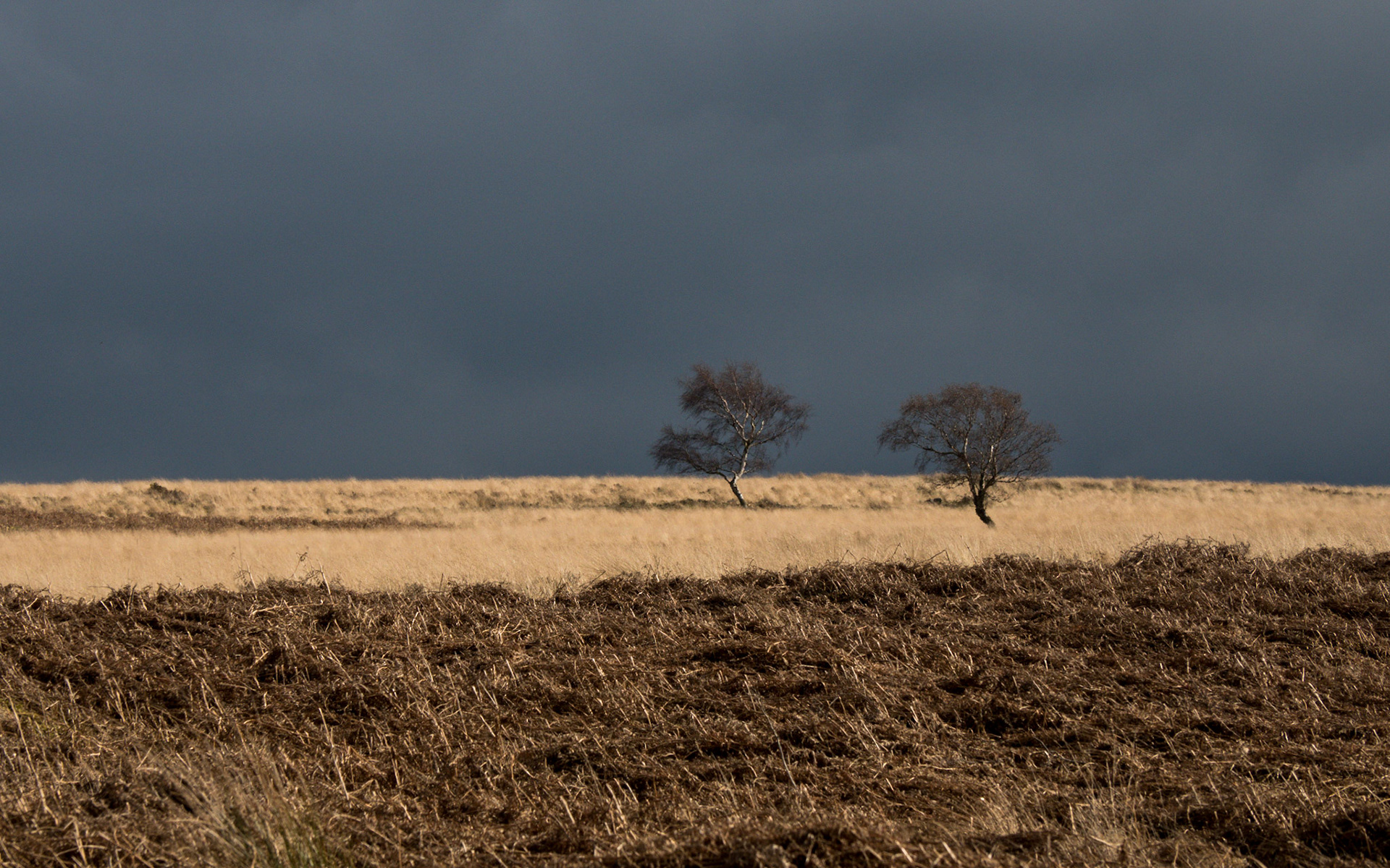 Two trees - Cubar Edge, Peak District, 2017