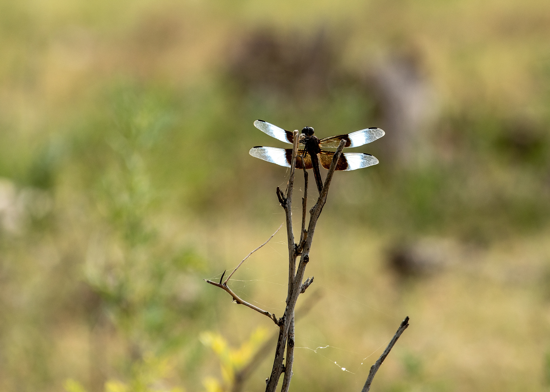 Dragonfly