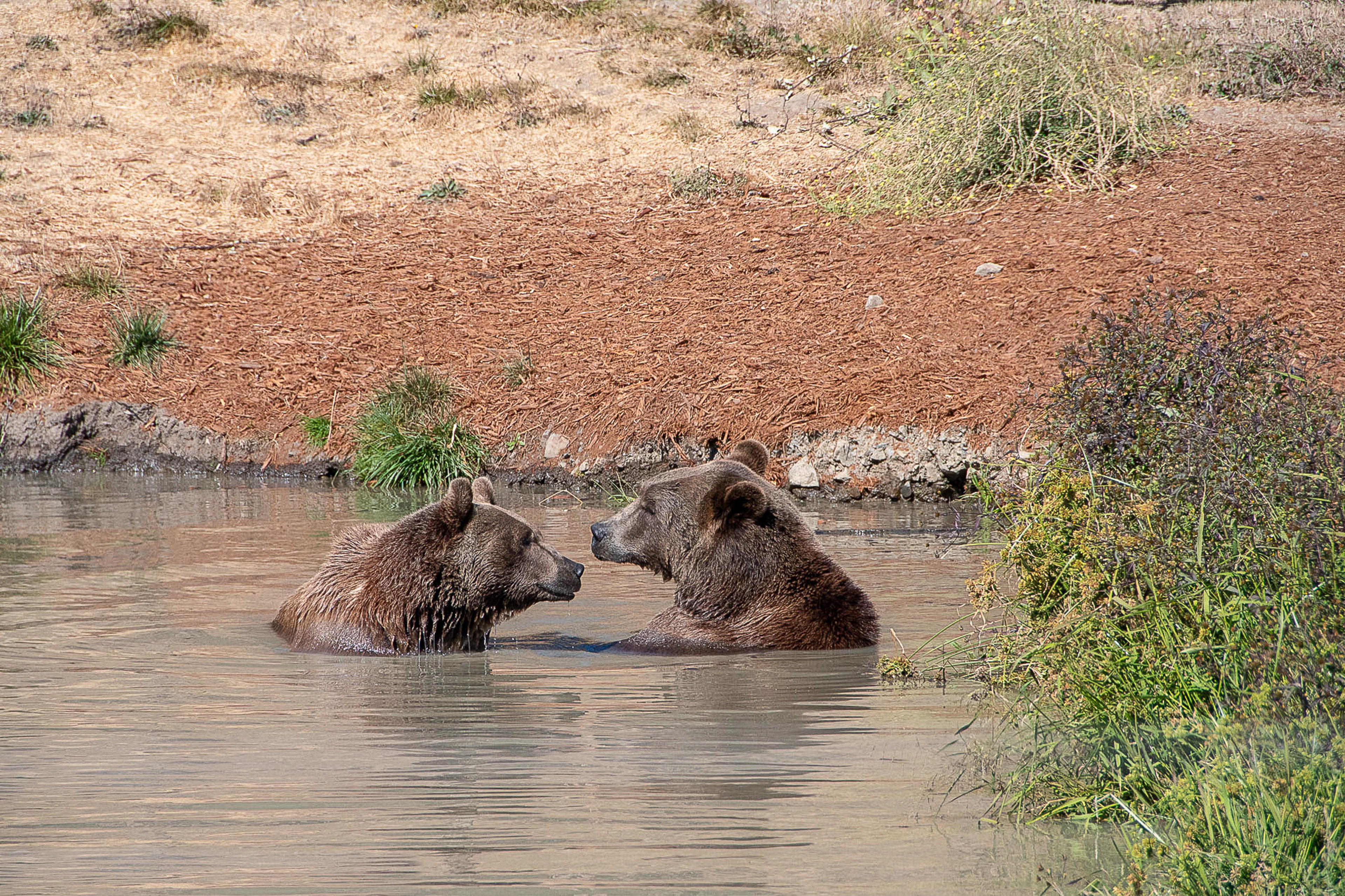 Brothers playing