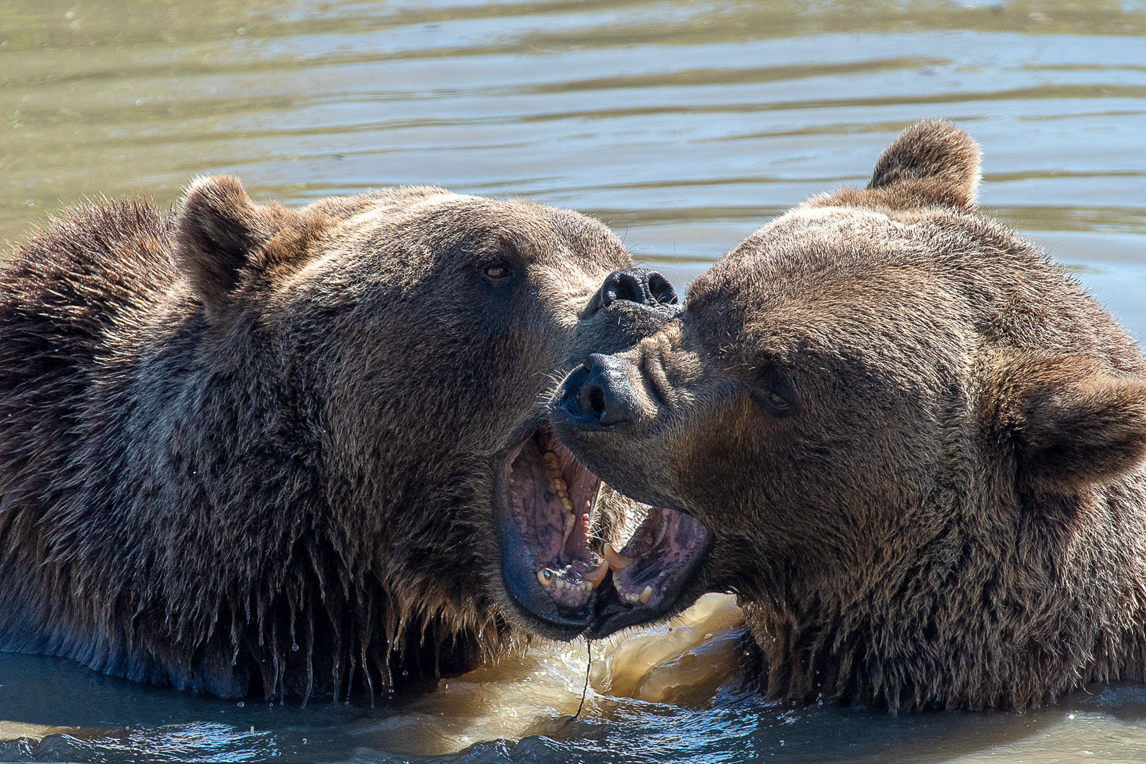 Brothers playing looks like fighting