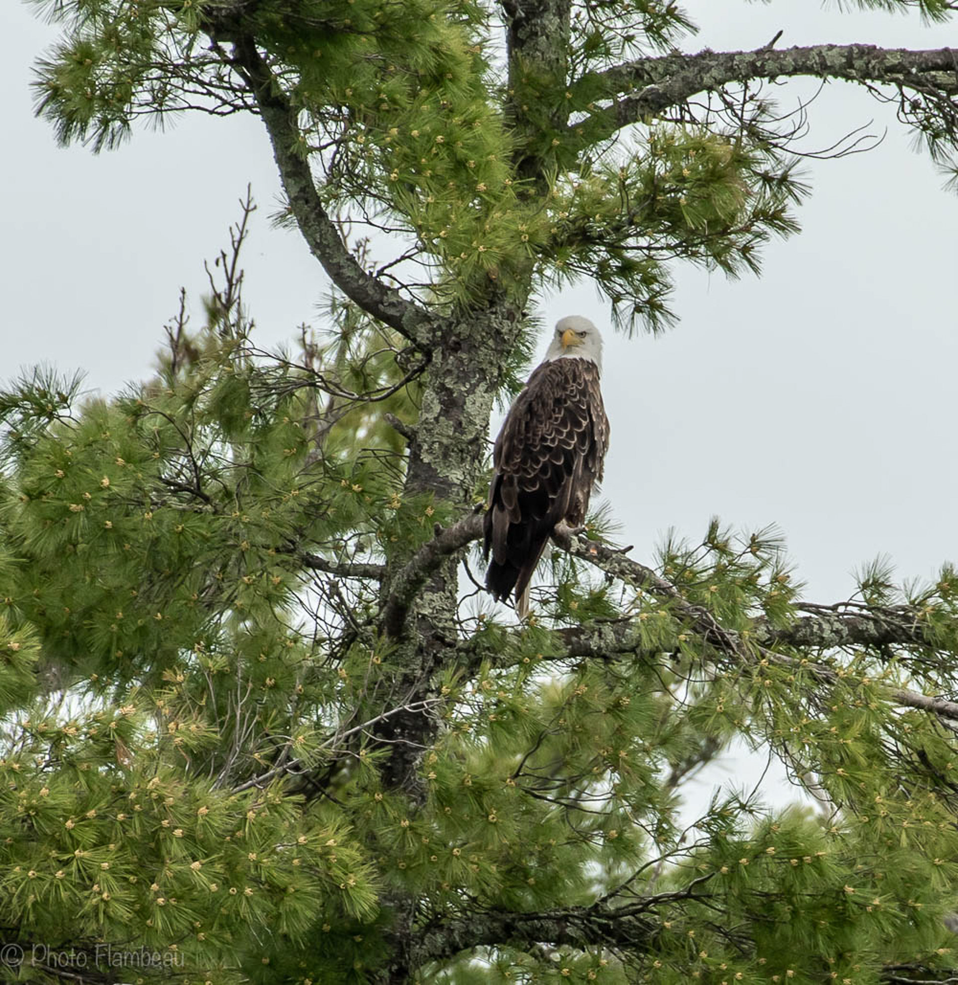 Bald Eagle