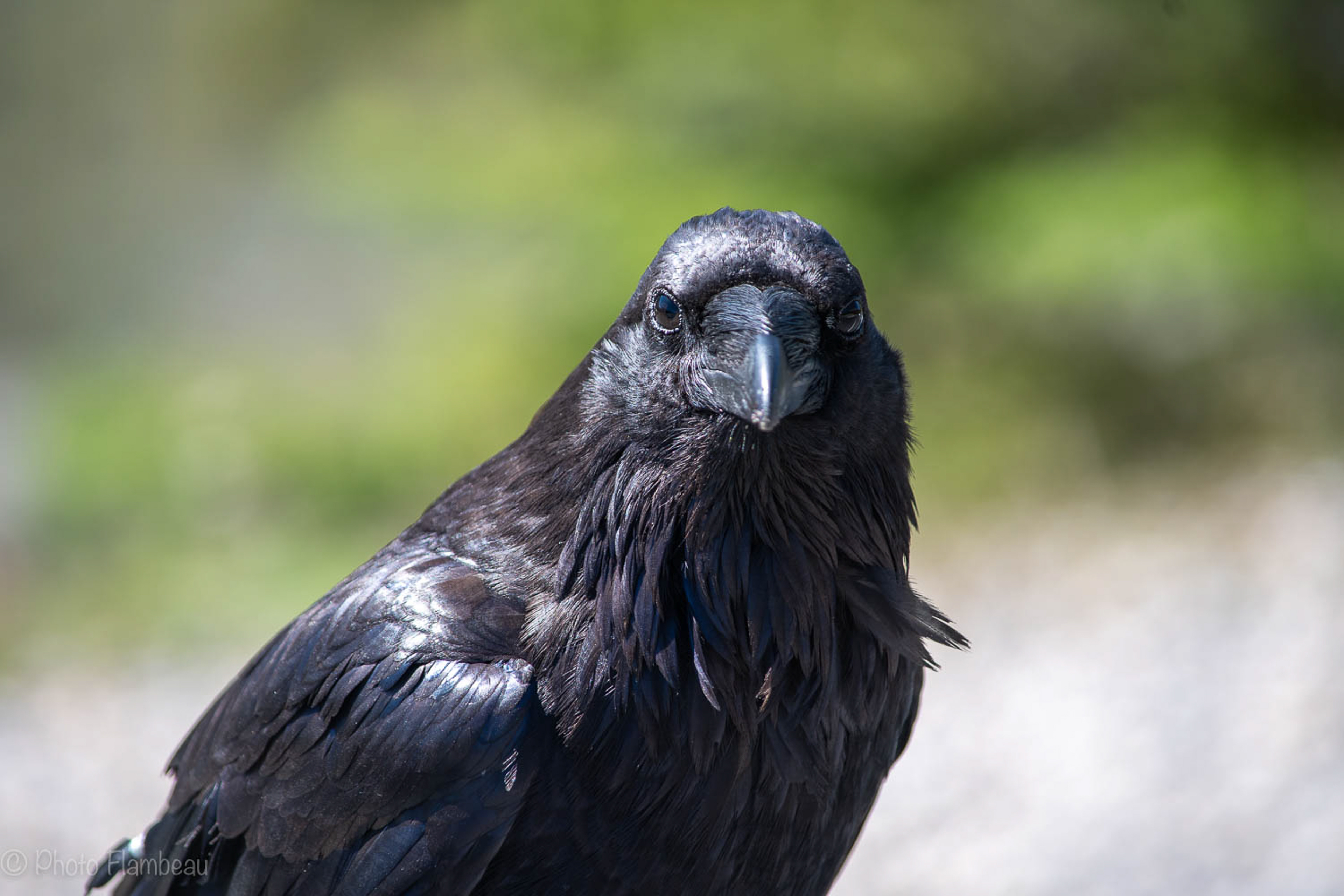 Crazy Crow