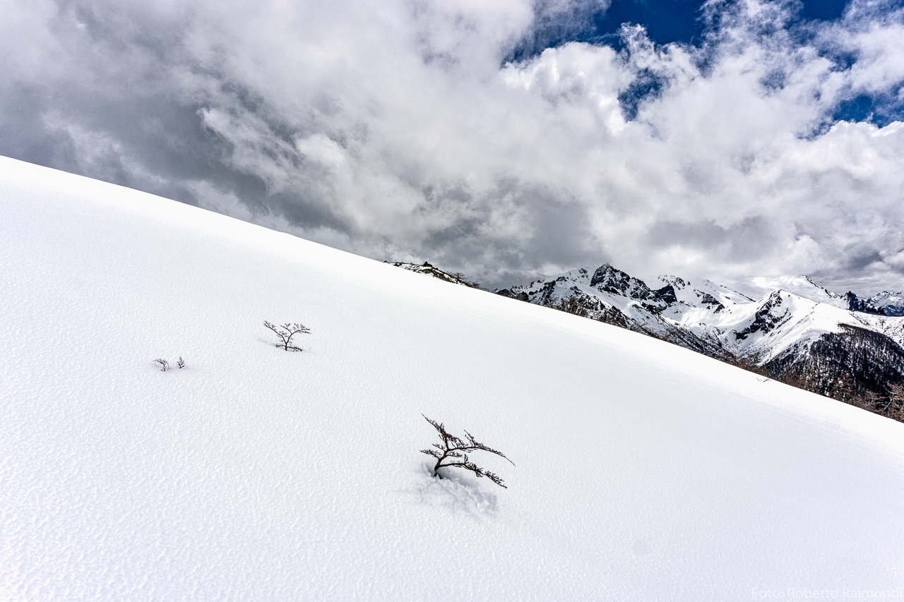 Lengas achaparradas y Nieve
