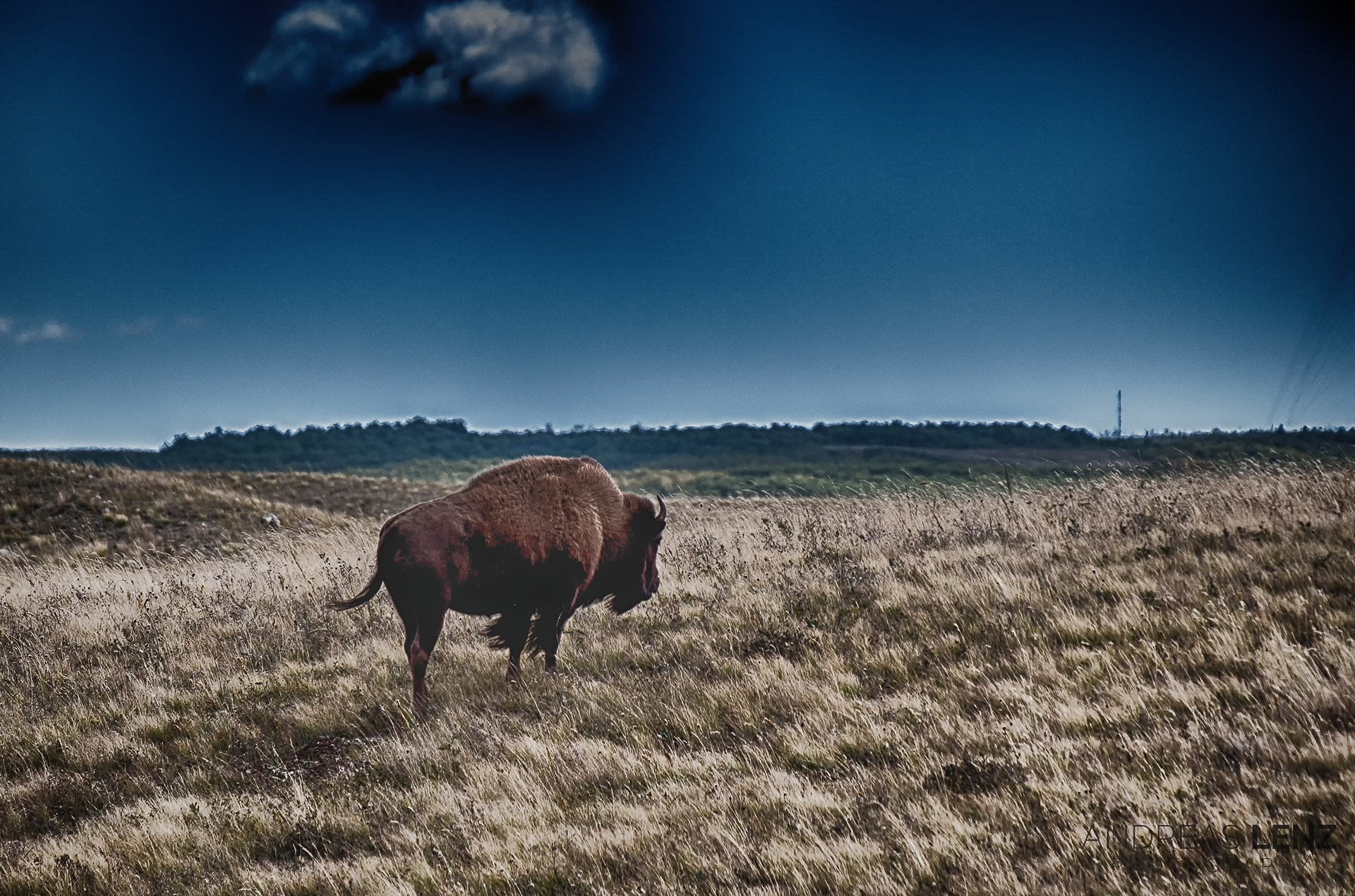 Bison on the meadows