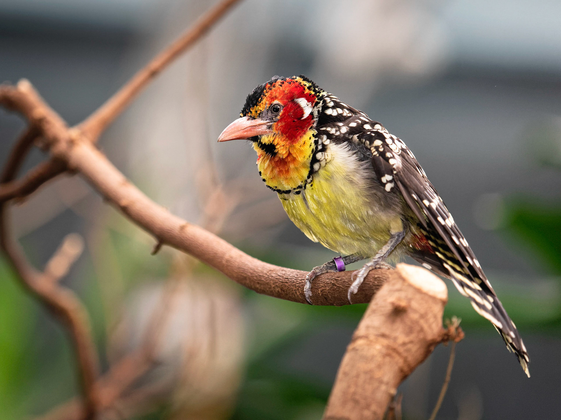 A red-and-yellow barbet
