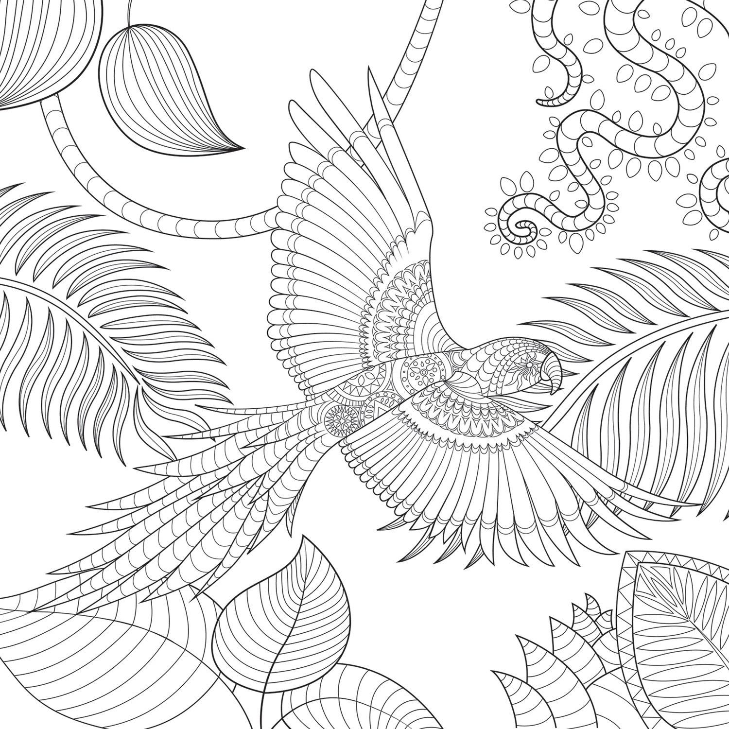 Illustration · Animation · Design - Colouring Pages - Jungle