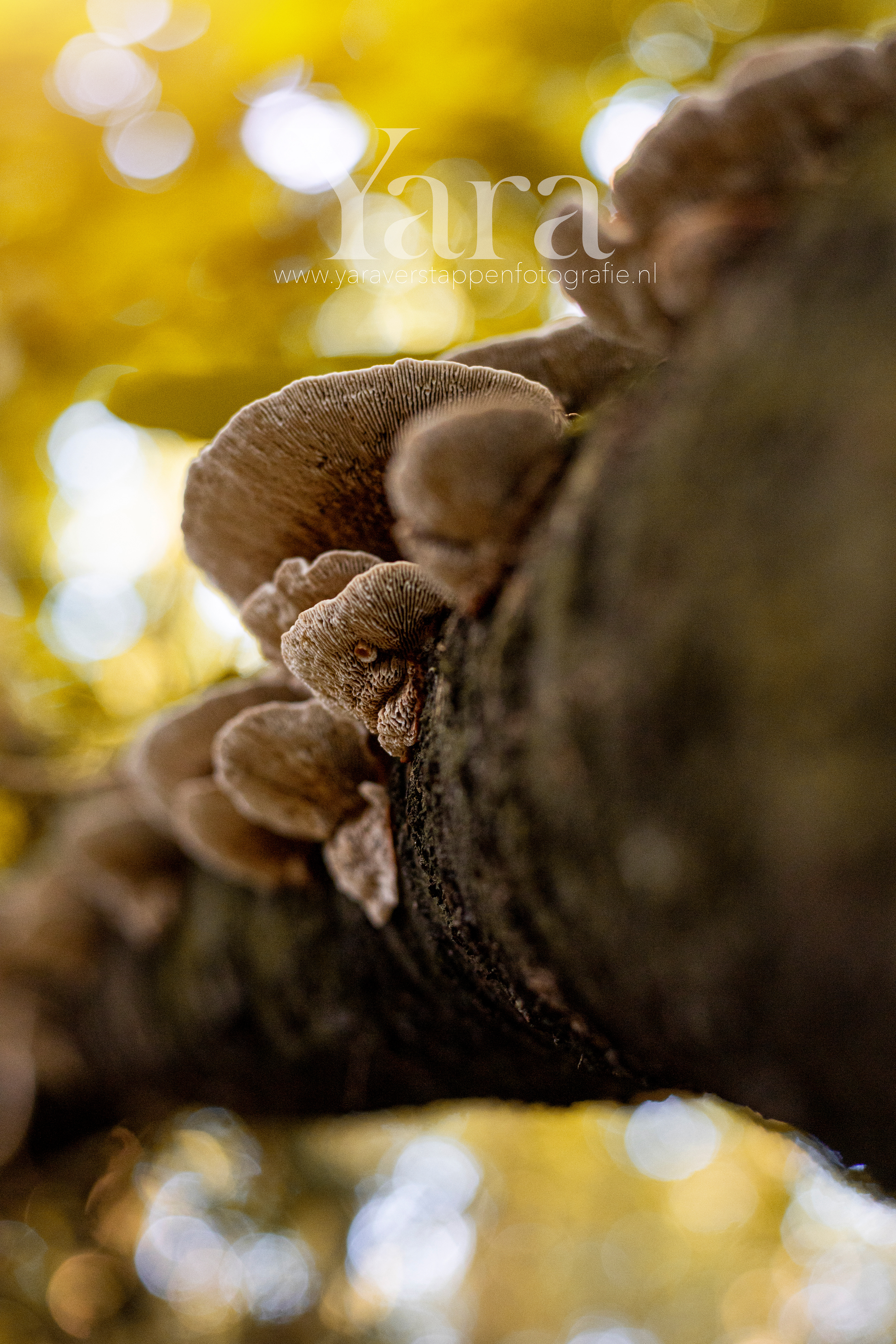 013 - Natuur
