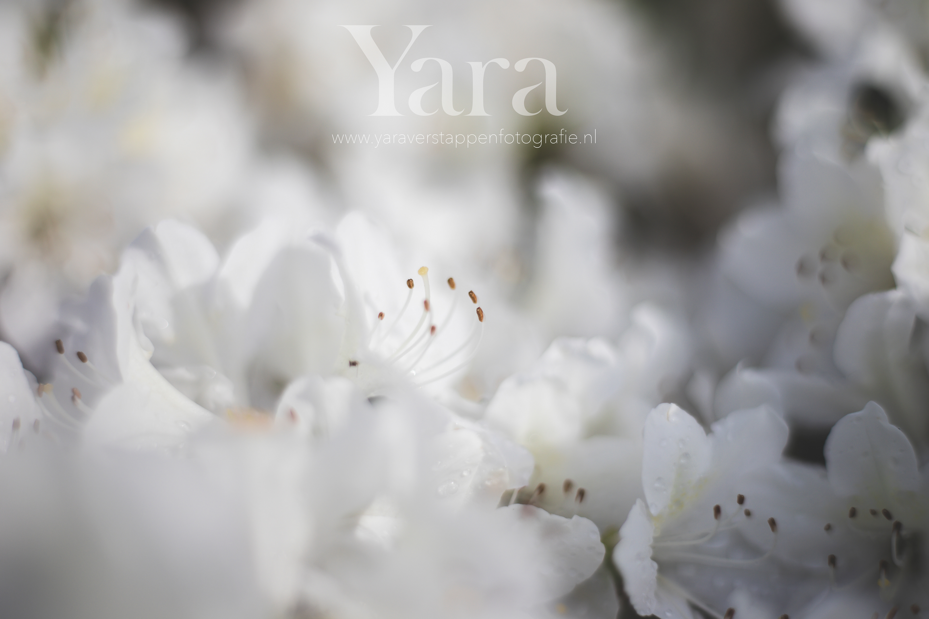 005 - Macro