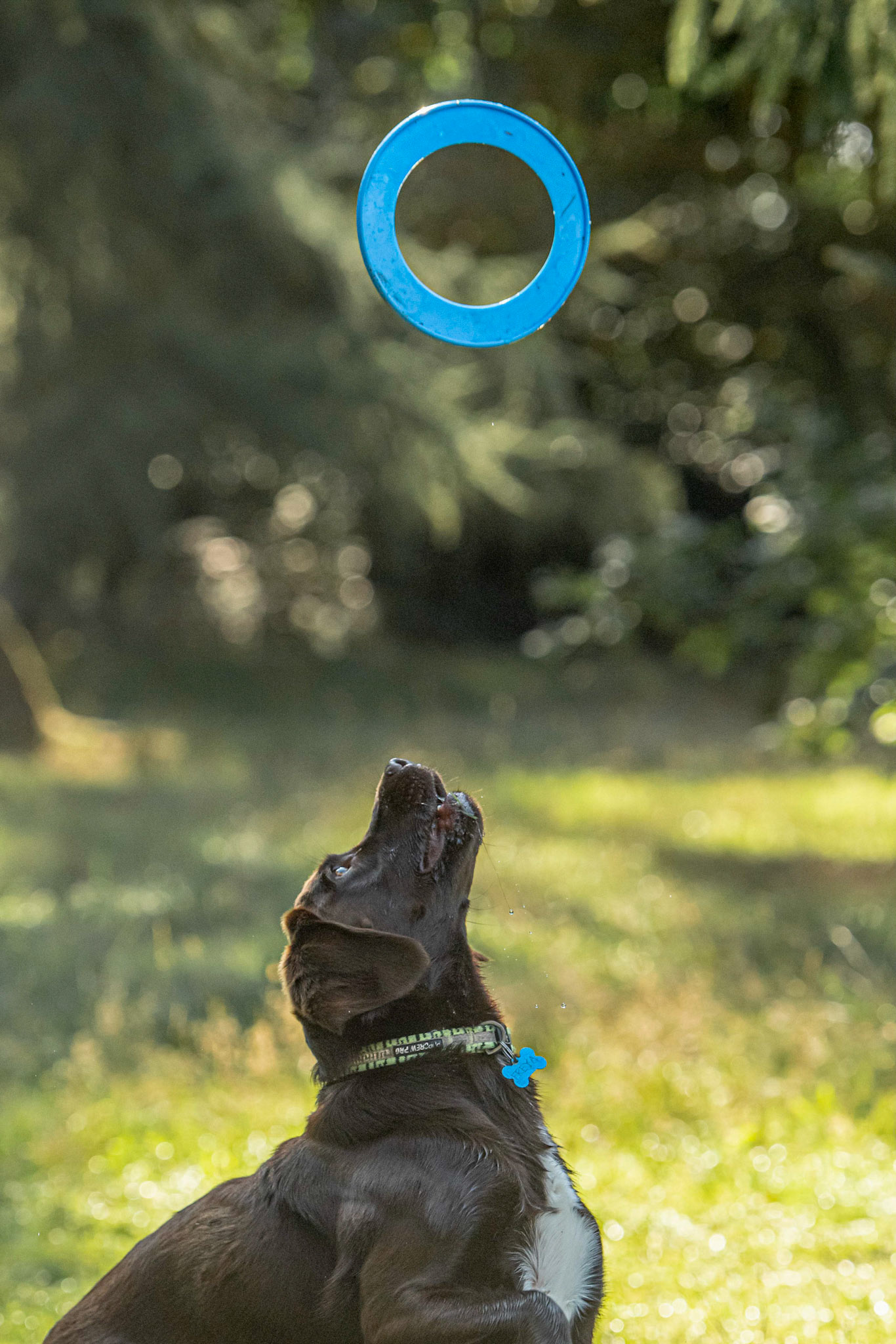 Surrey Dog Photography