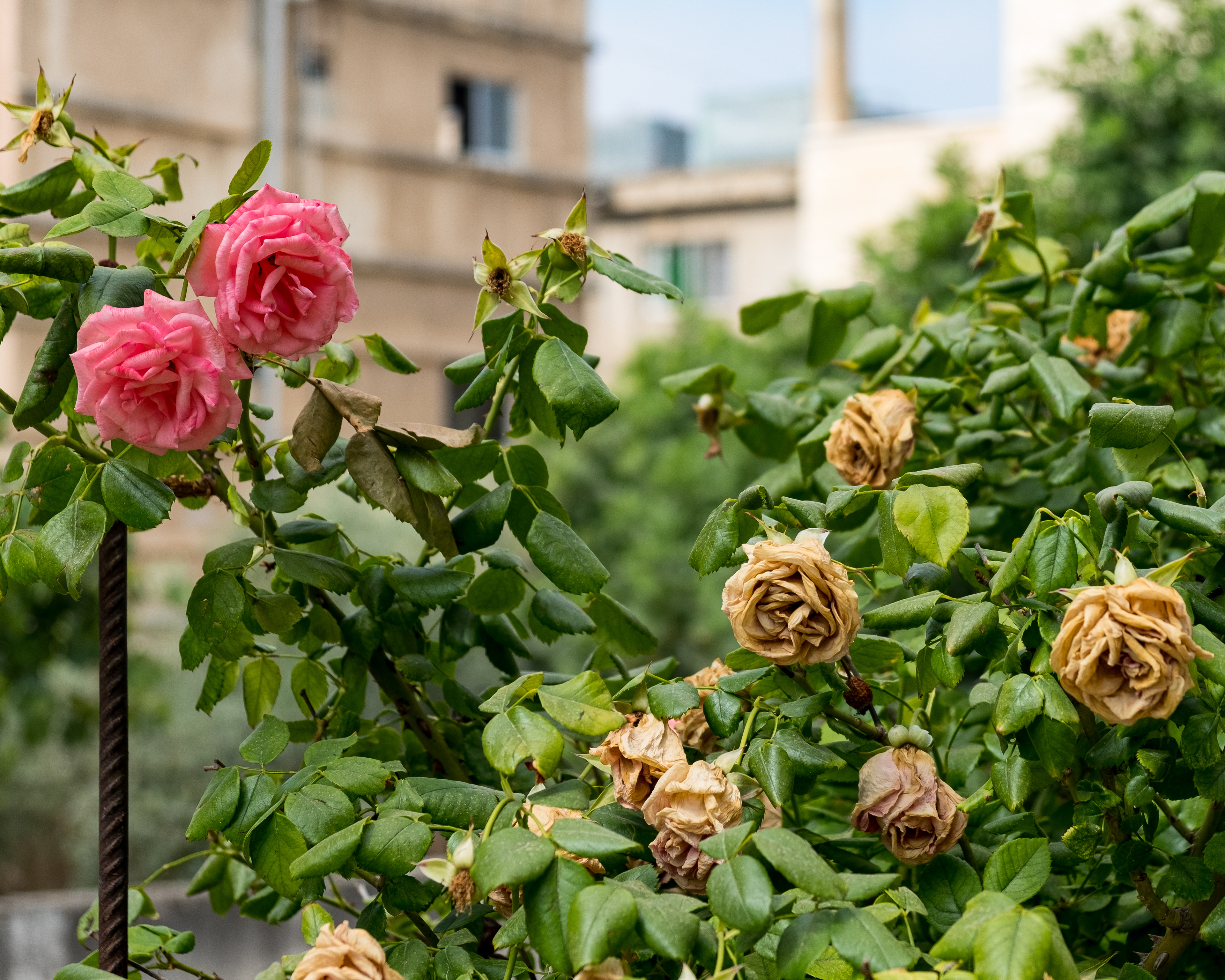 Irbid, Jordan