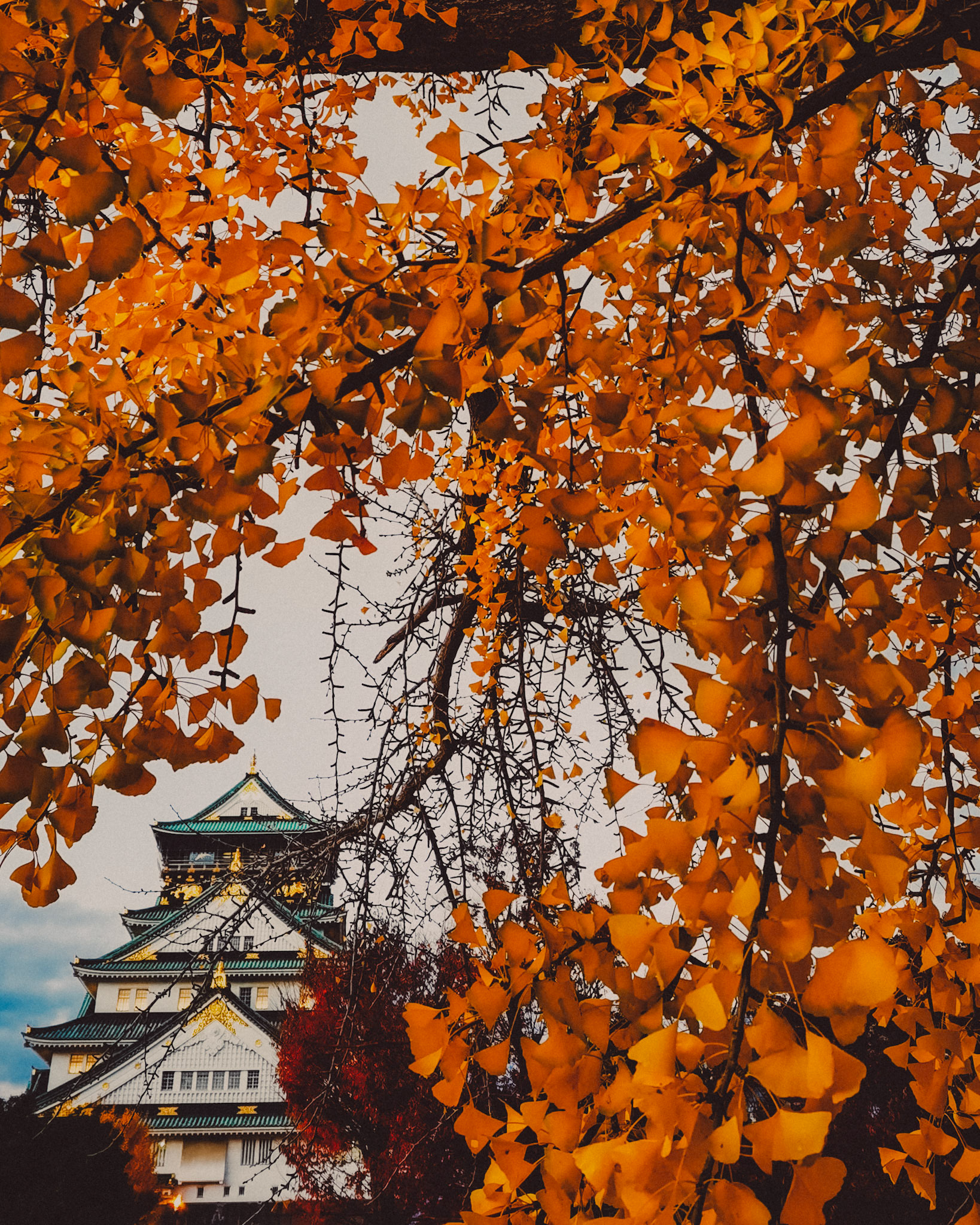 Osaka Castle with autumn leaves on the foreground, Osaka, Japan, December 2019, Huawei Mate 30 Pro.
