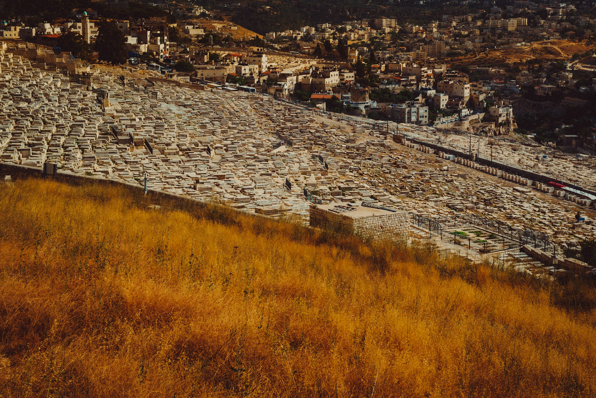 A wheat field near the Jewish Cemetery, Mount of Olives, Jerusalem, Israel, July 2015, Leica M.