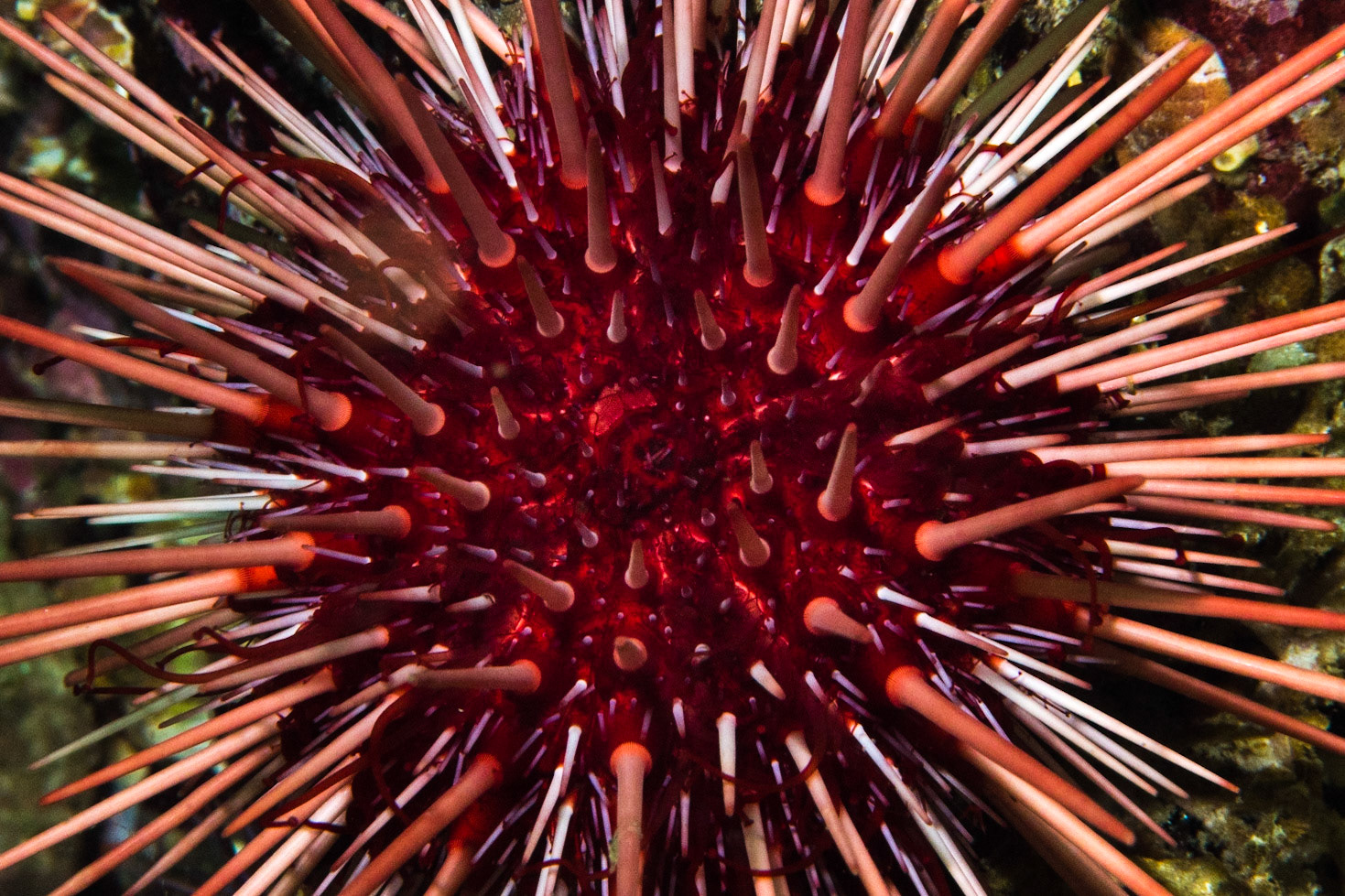Urchin, Hurst Island, BC