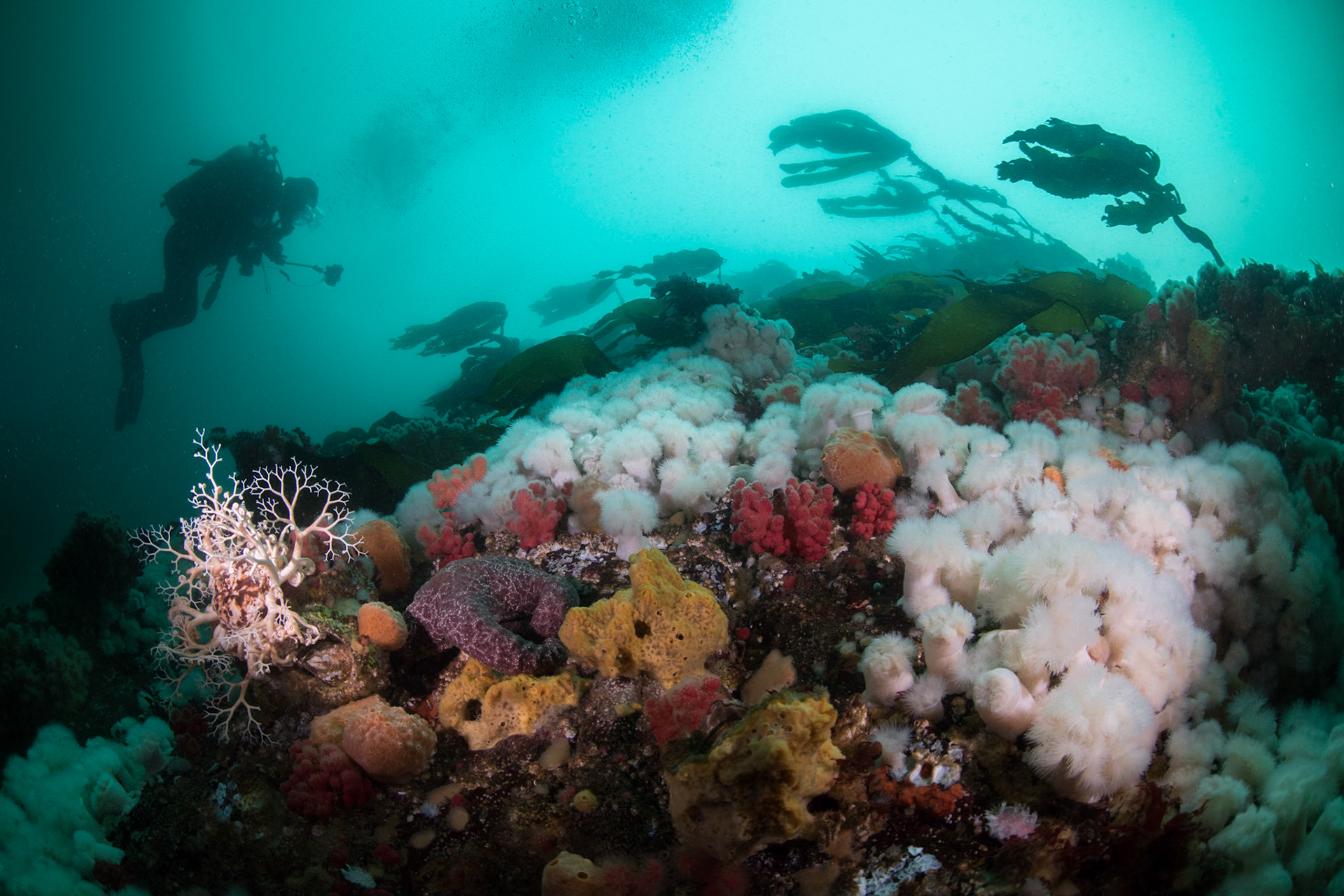 Diver near Hurst Island, BC