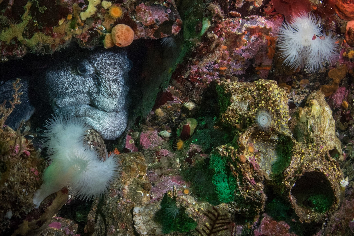 Wolf Eel