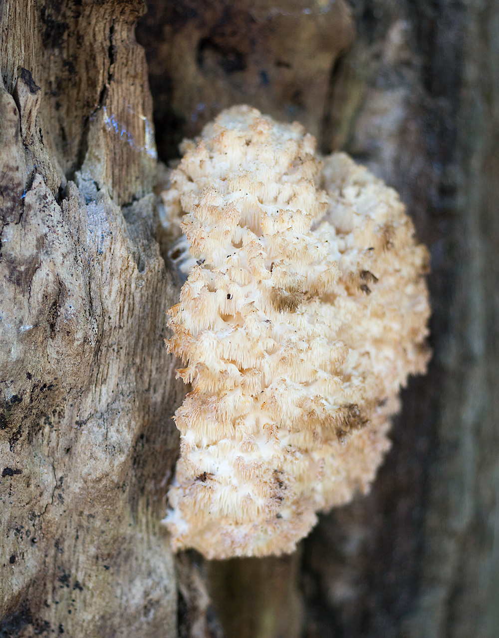 Lions Mane Mushroom, Tomball Texas