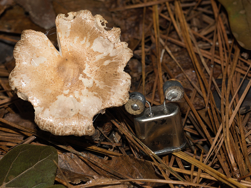 strange creature lurking in pine needles beside wild mushroom