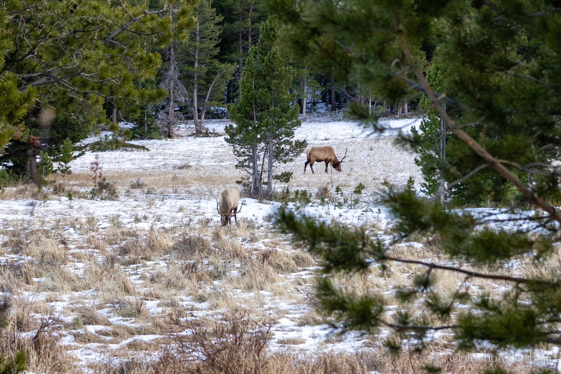 RMNP - Elk