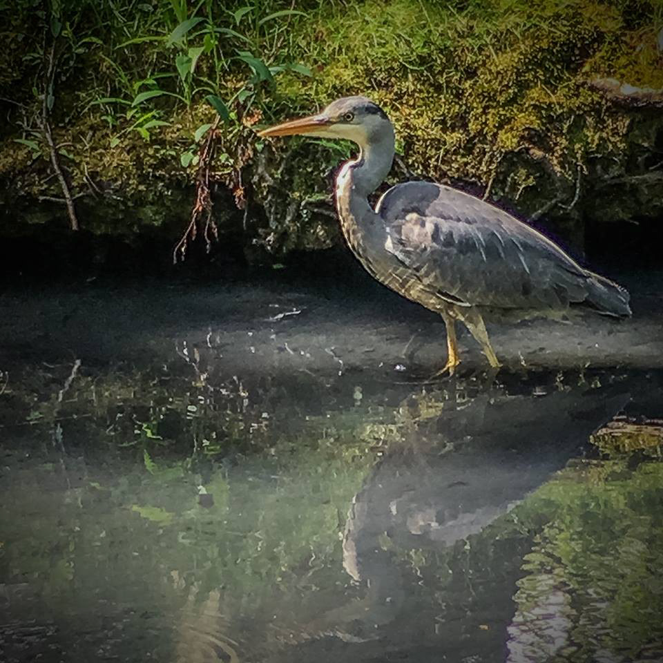 Grey Heron, Valentine Park