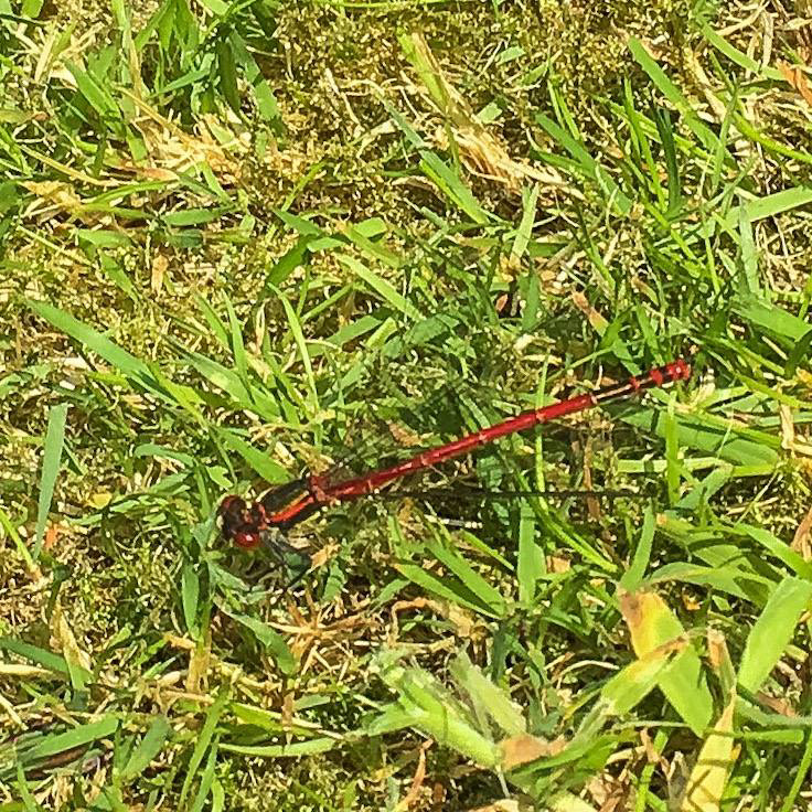 Red Damselfly