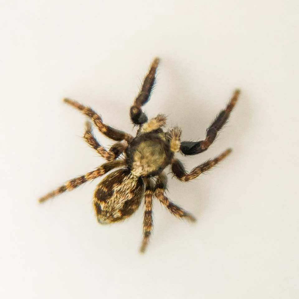 Wolfhead Spider