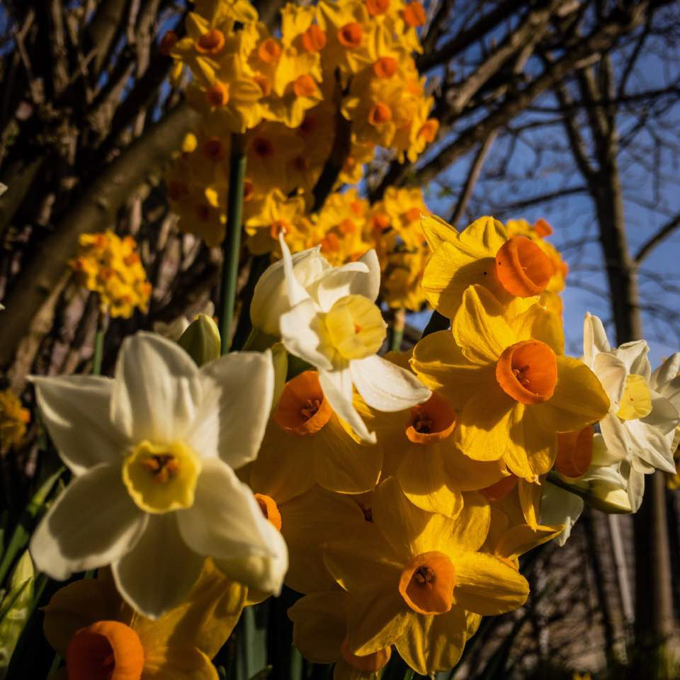 Daffodils
