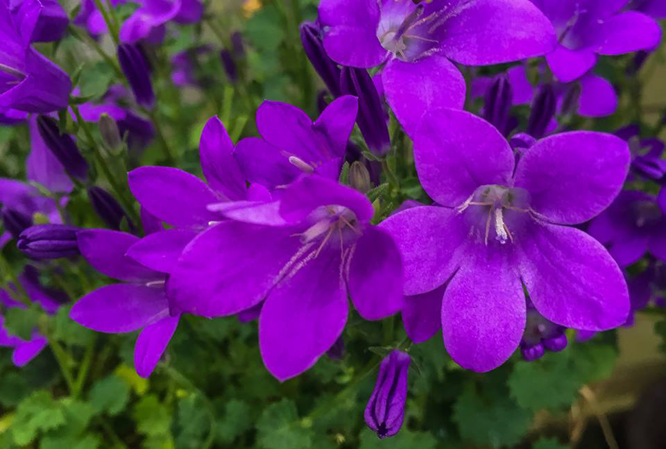 Blue Sunrise Geranium