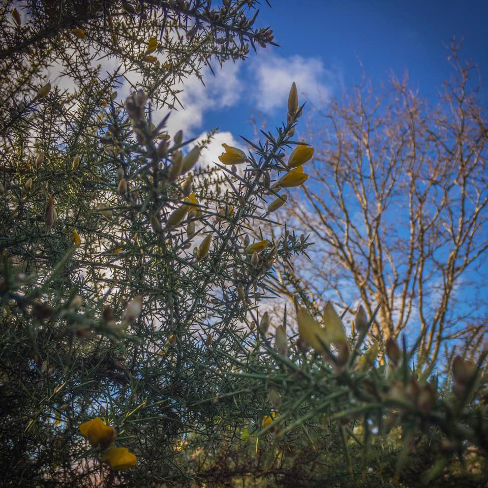 Gorse
