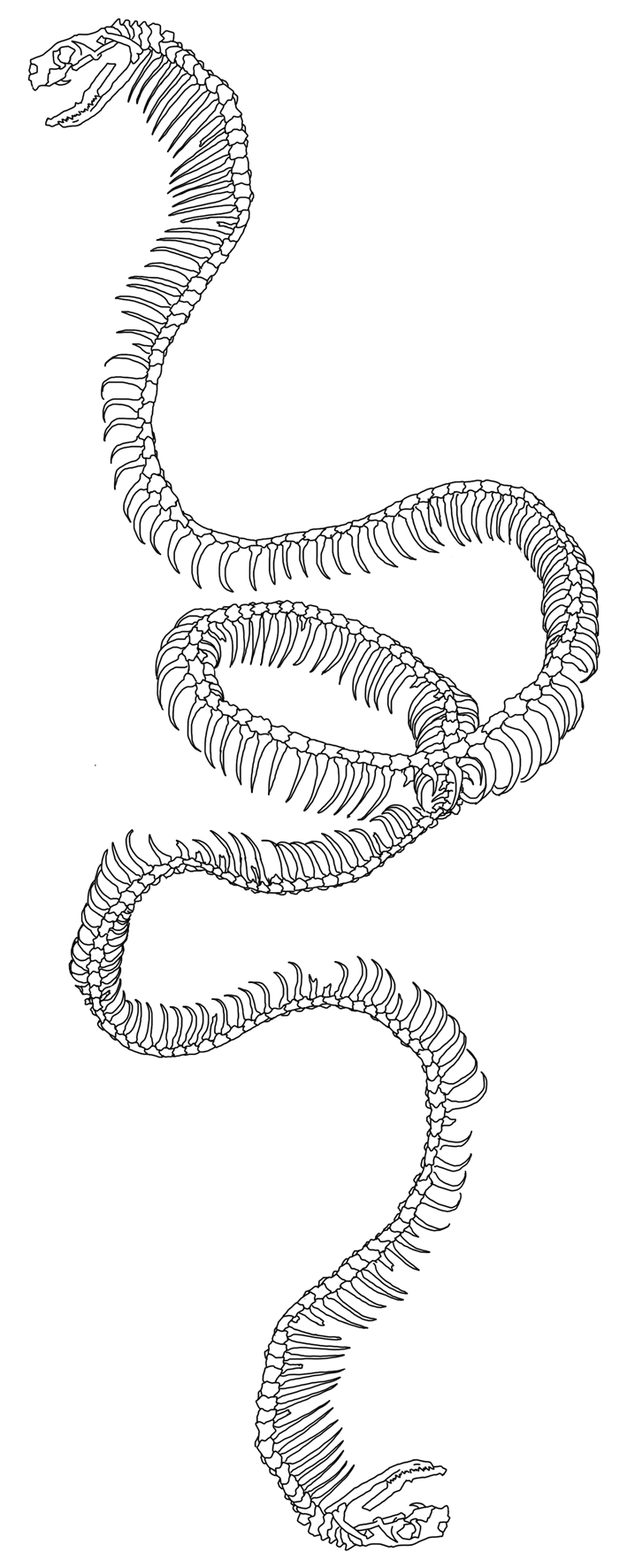 Two Headed Cobra Tattoo