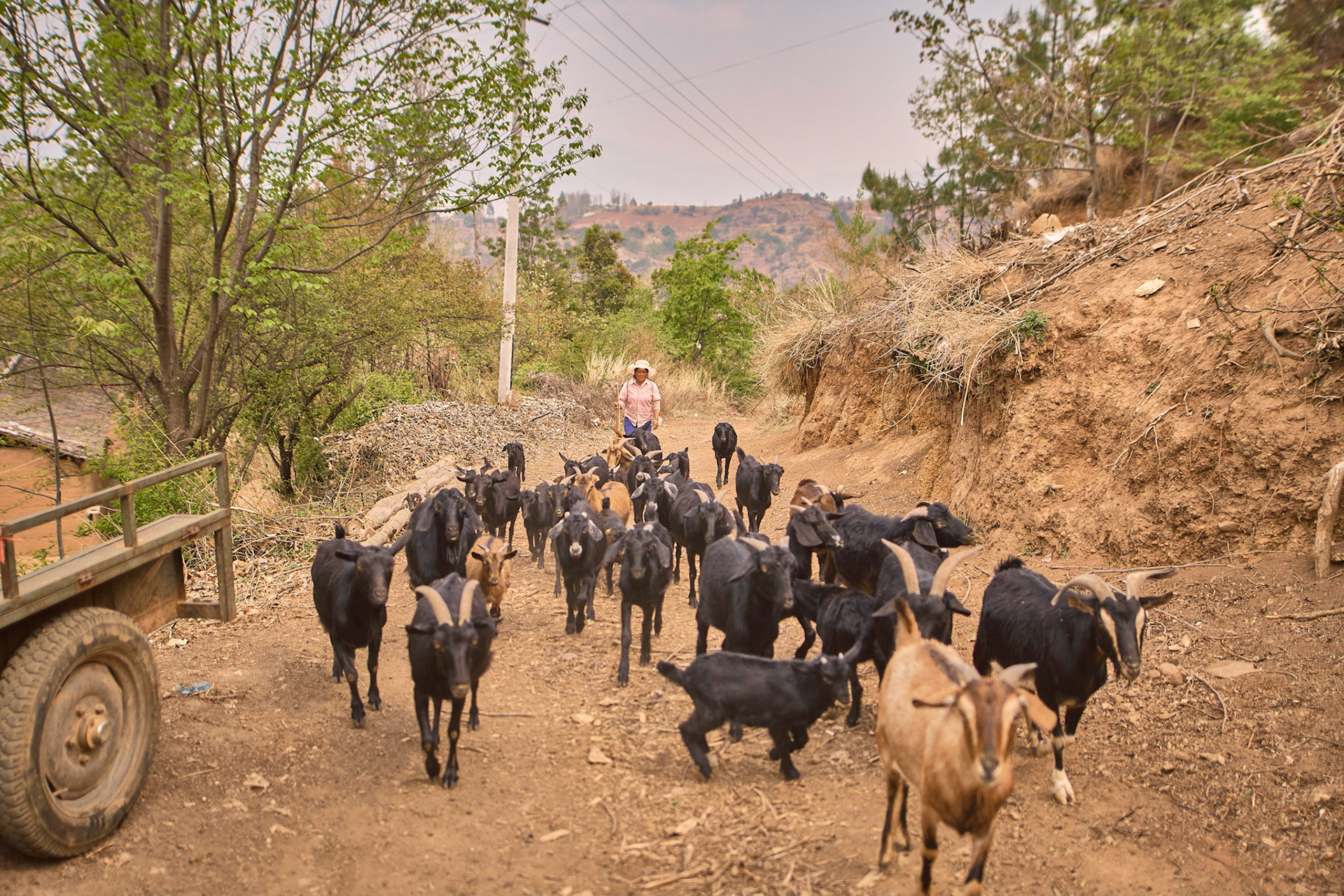 Traveling with mule caravana in Cangshan mountains