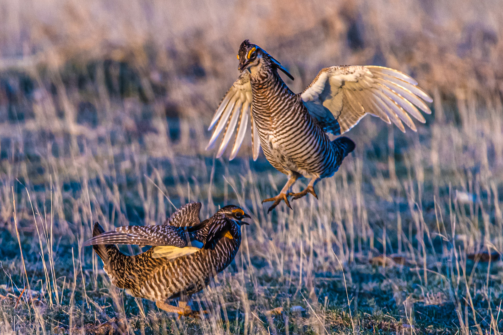 Greater Prairie-Chicken