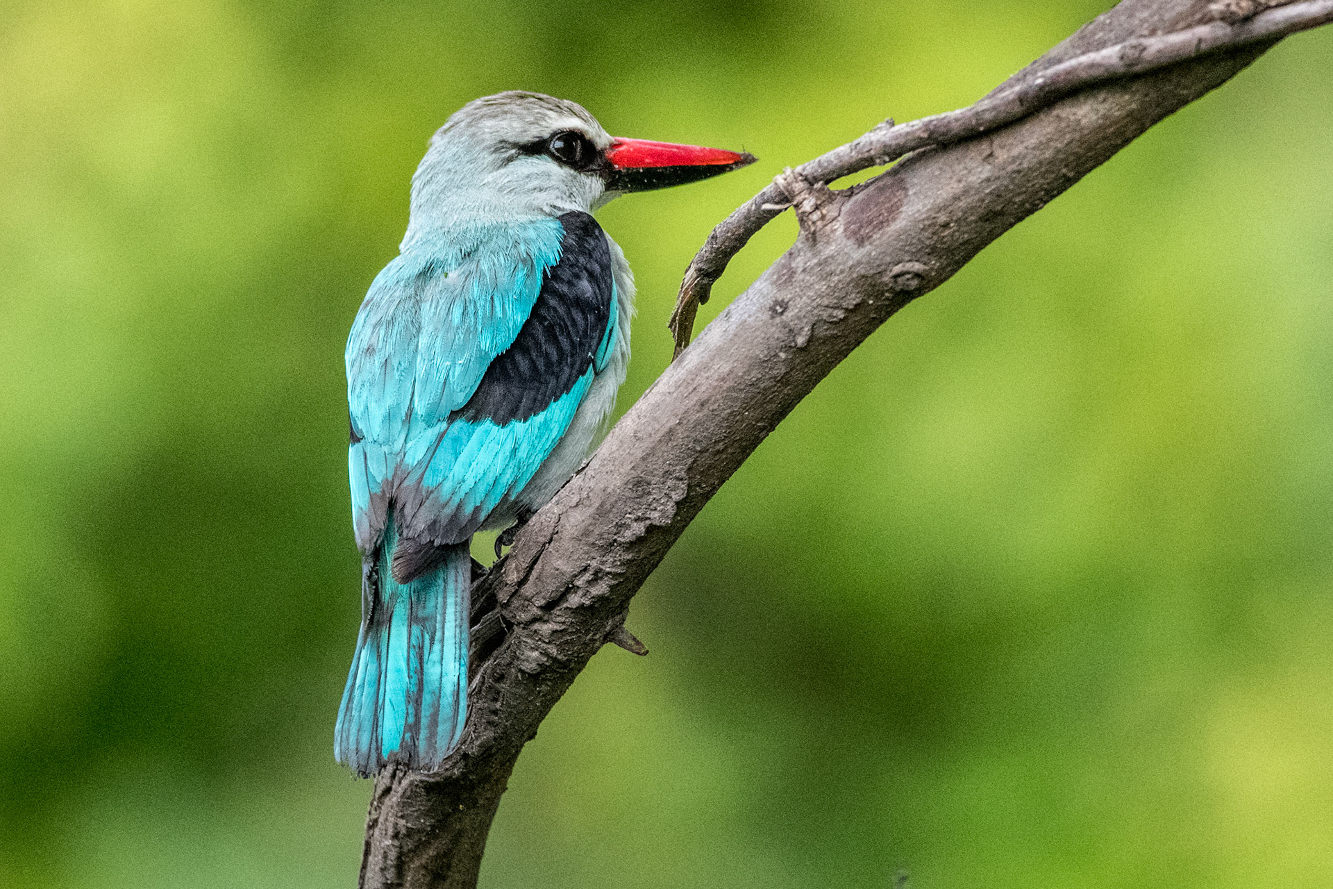 Woodland Kingfisher