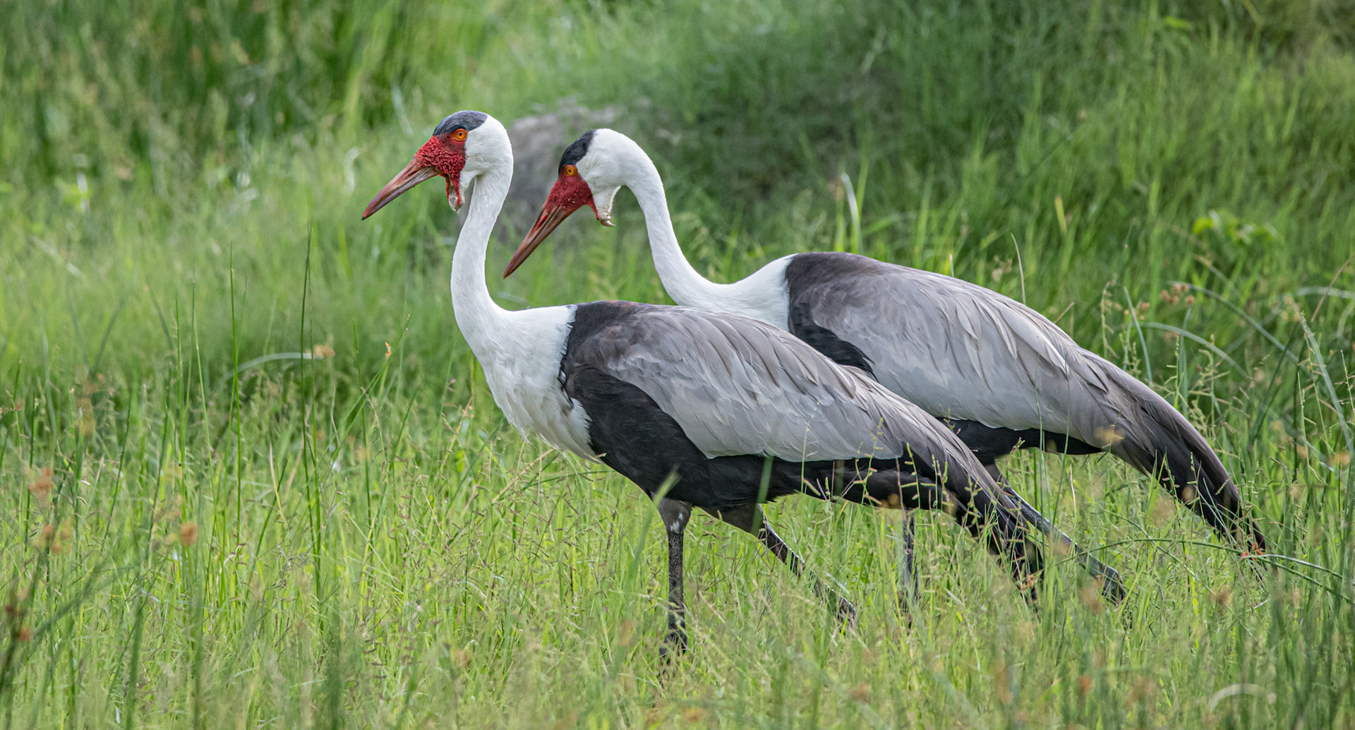 Wattled Crane