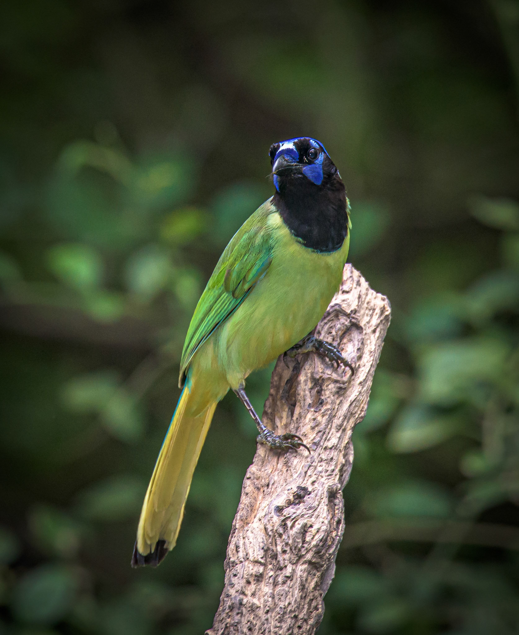 Green Jay