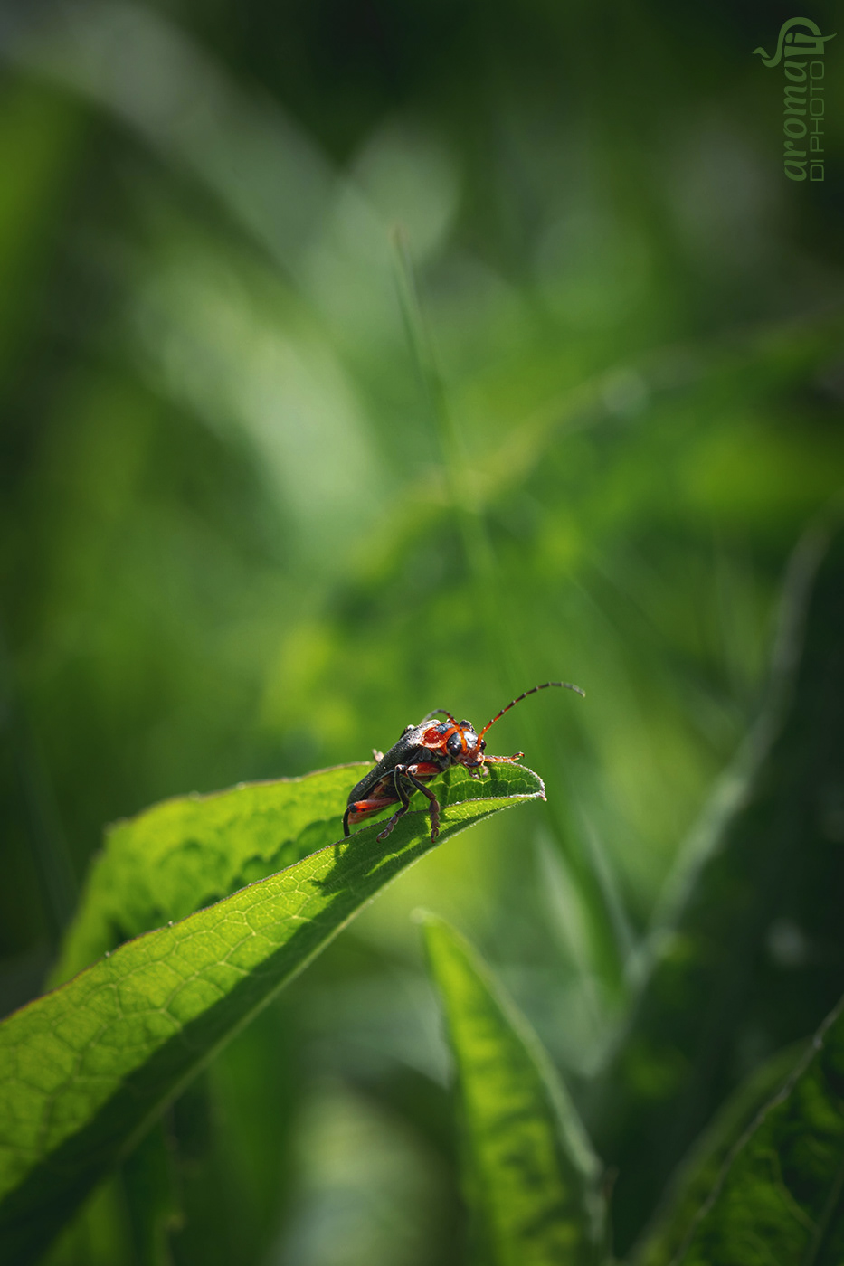 The edge of the leaf