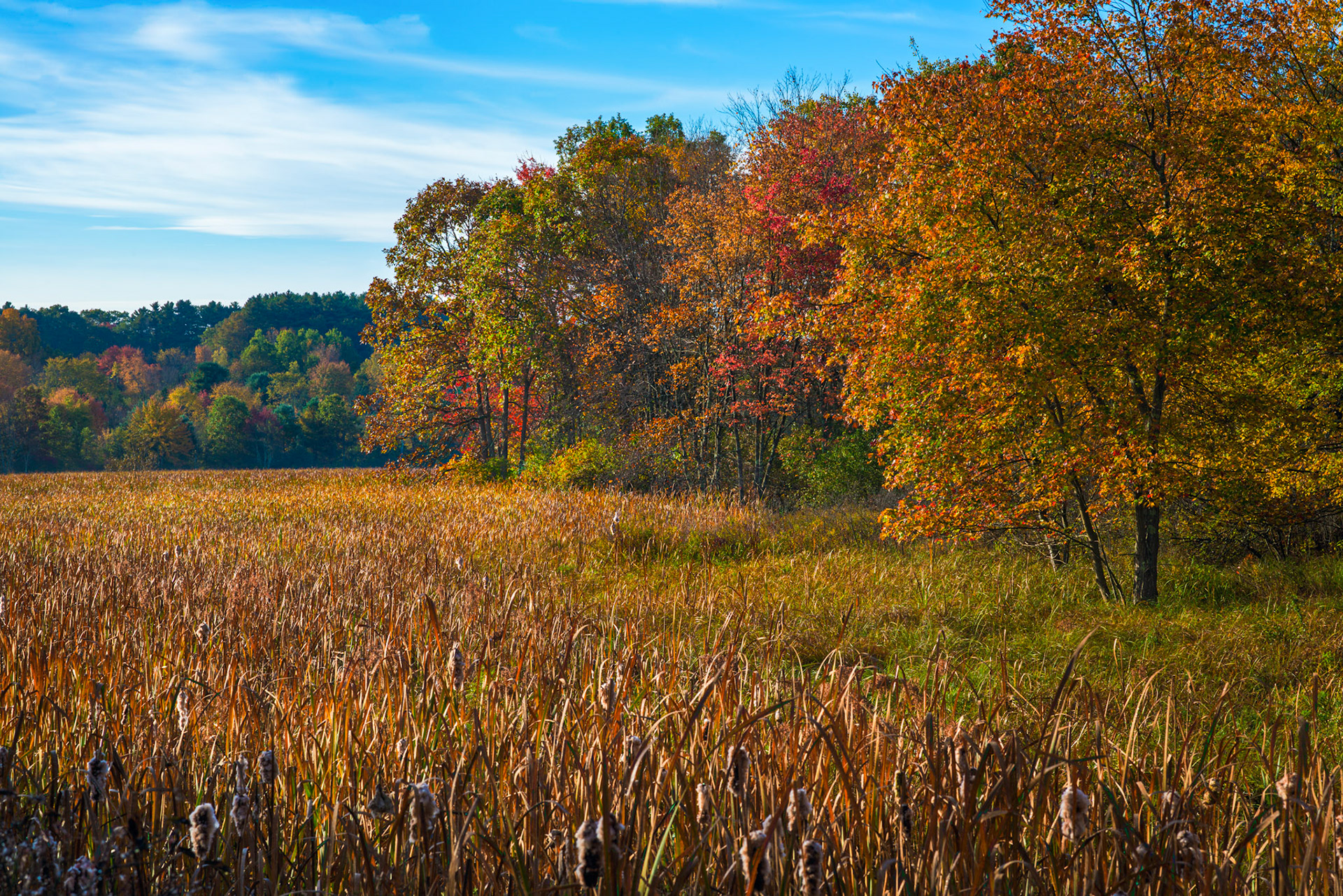 Norfolk Wetlands 018