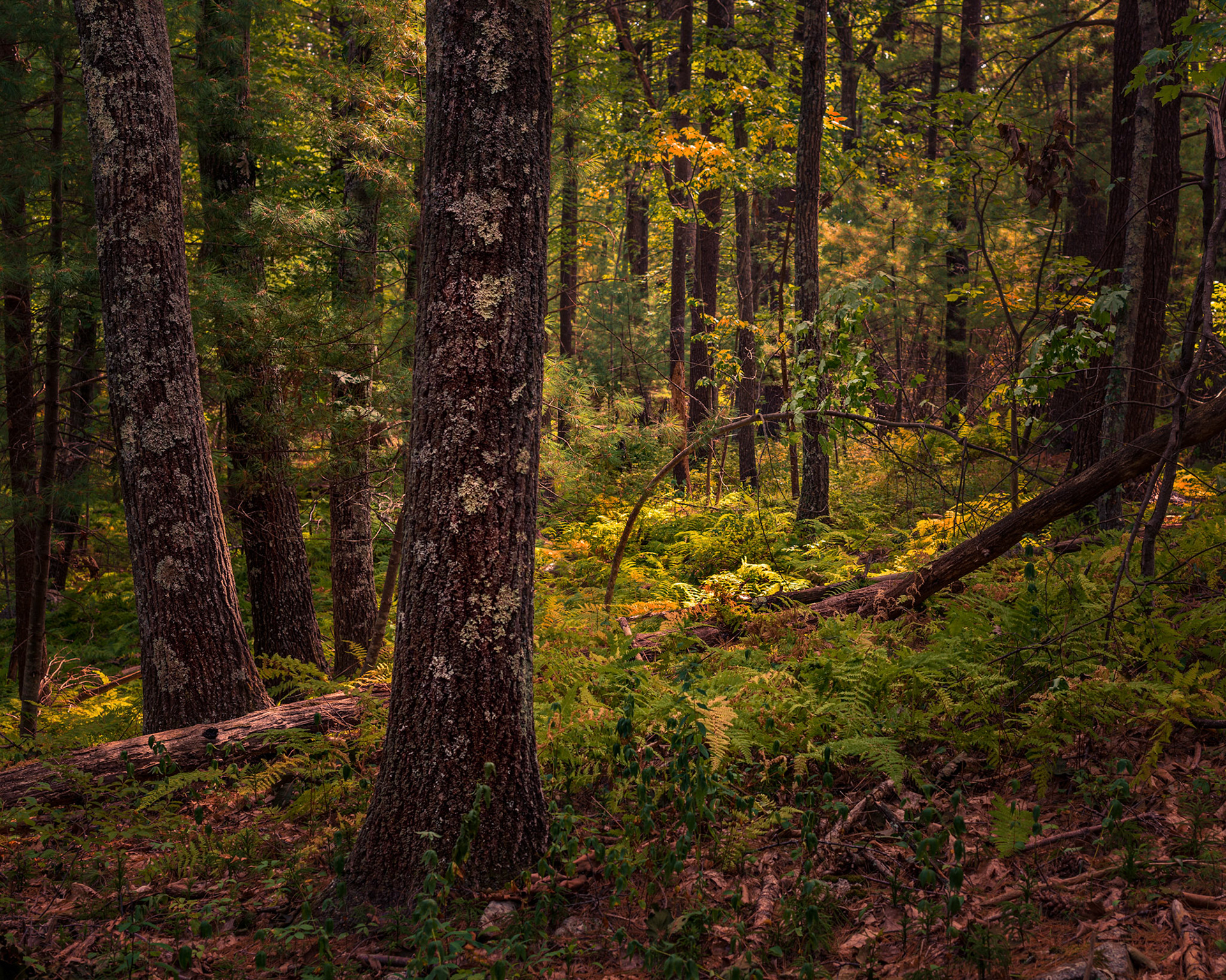 Mass Audubon Moosehill 01