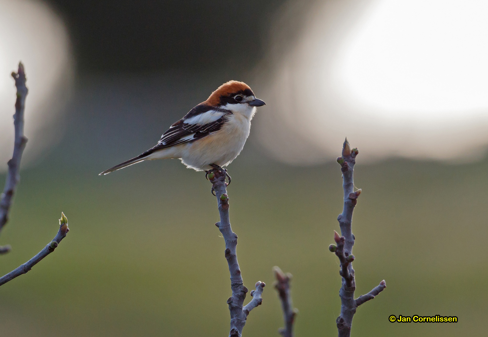 Roodkopklauwier - Woodchat Shrike - Nanius senator