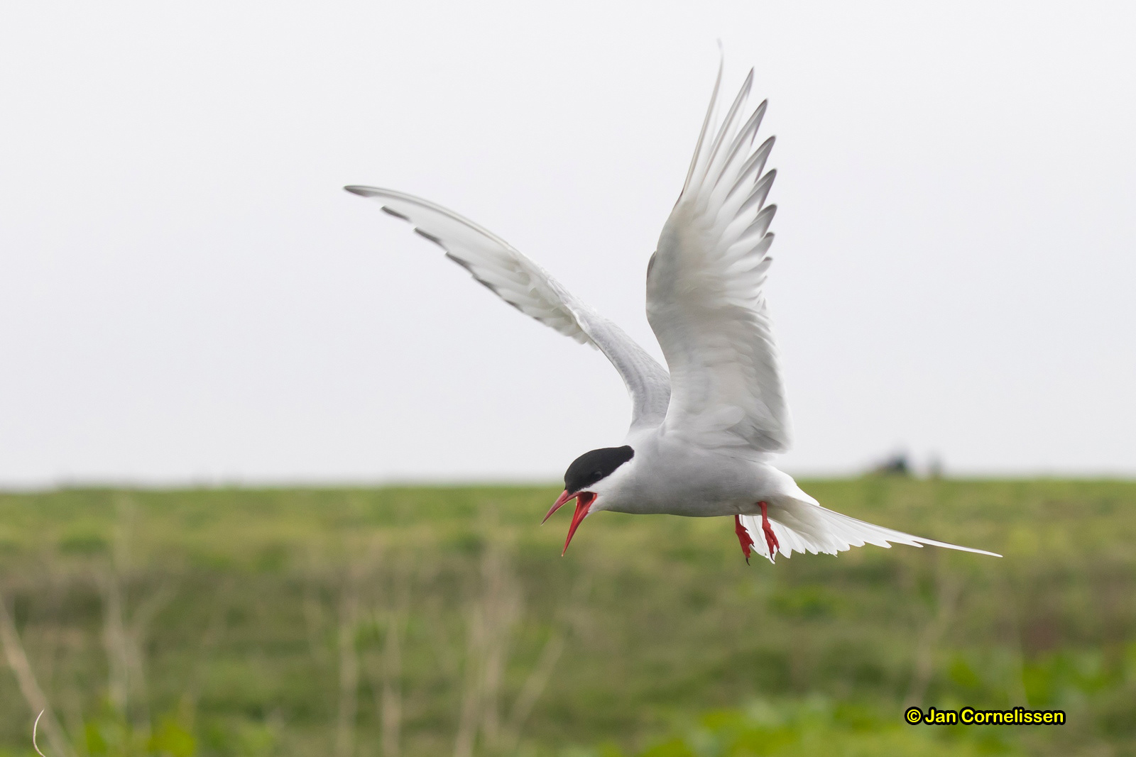 Noordse stern - Arctic Tern - Sterna paradisaea