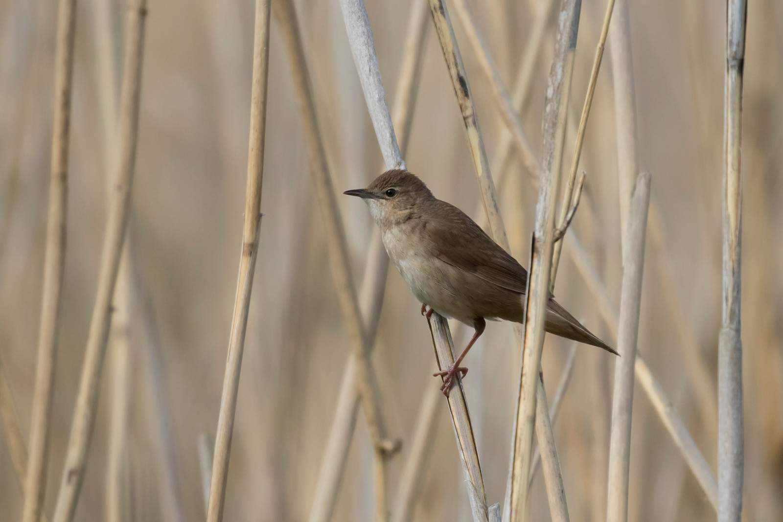 Snor - Savi's Warbler - Locustella luscinioides