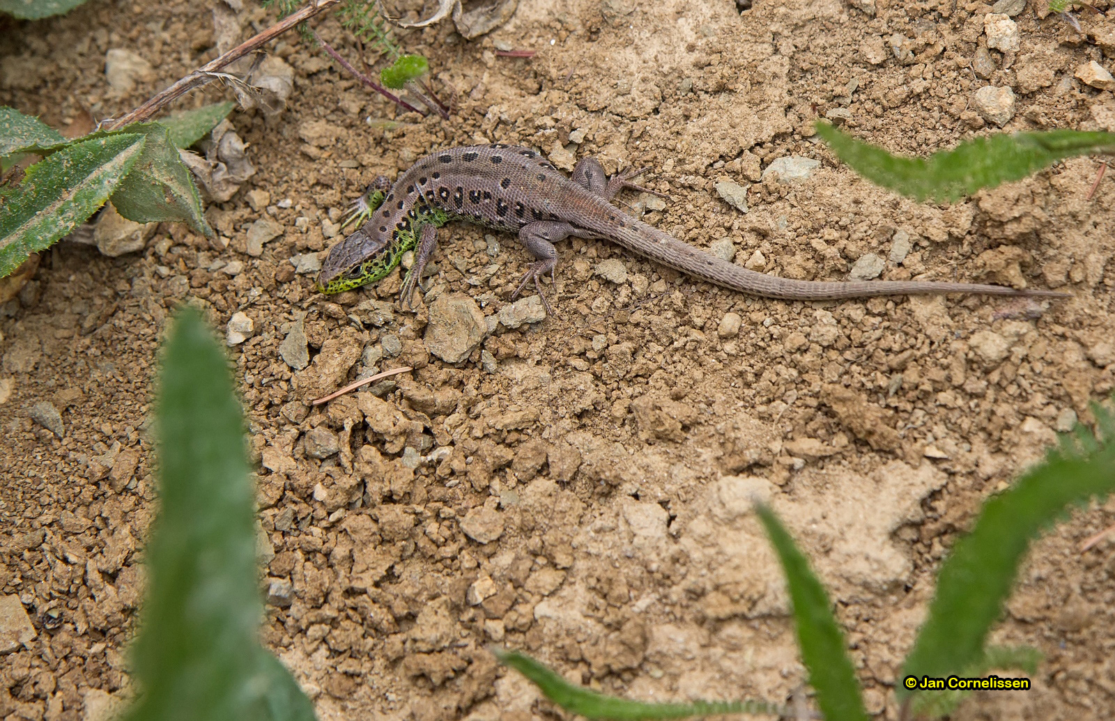Zandhagedis
