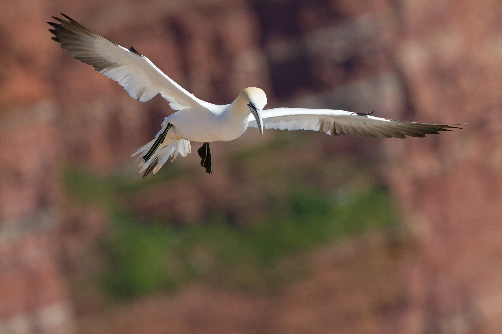 Jan-van-Gent - Gannet - Morus bassanus