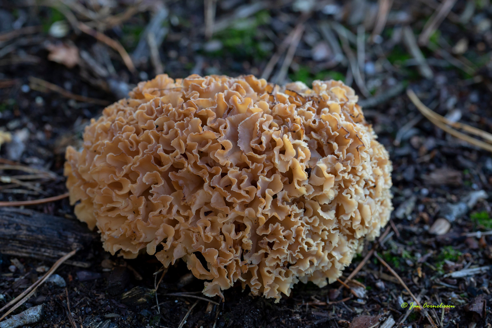 Grote sponszwam (Hechtel, B)