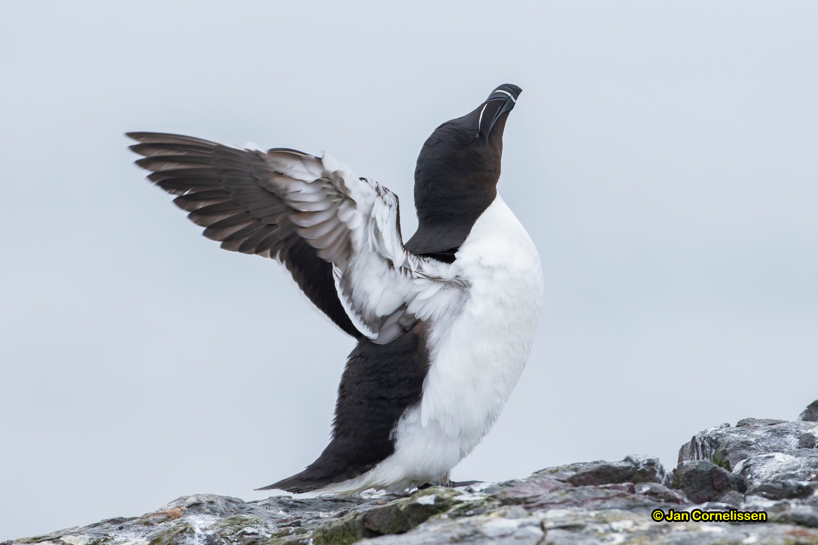 Alk - Razorbill - Alca torda