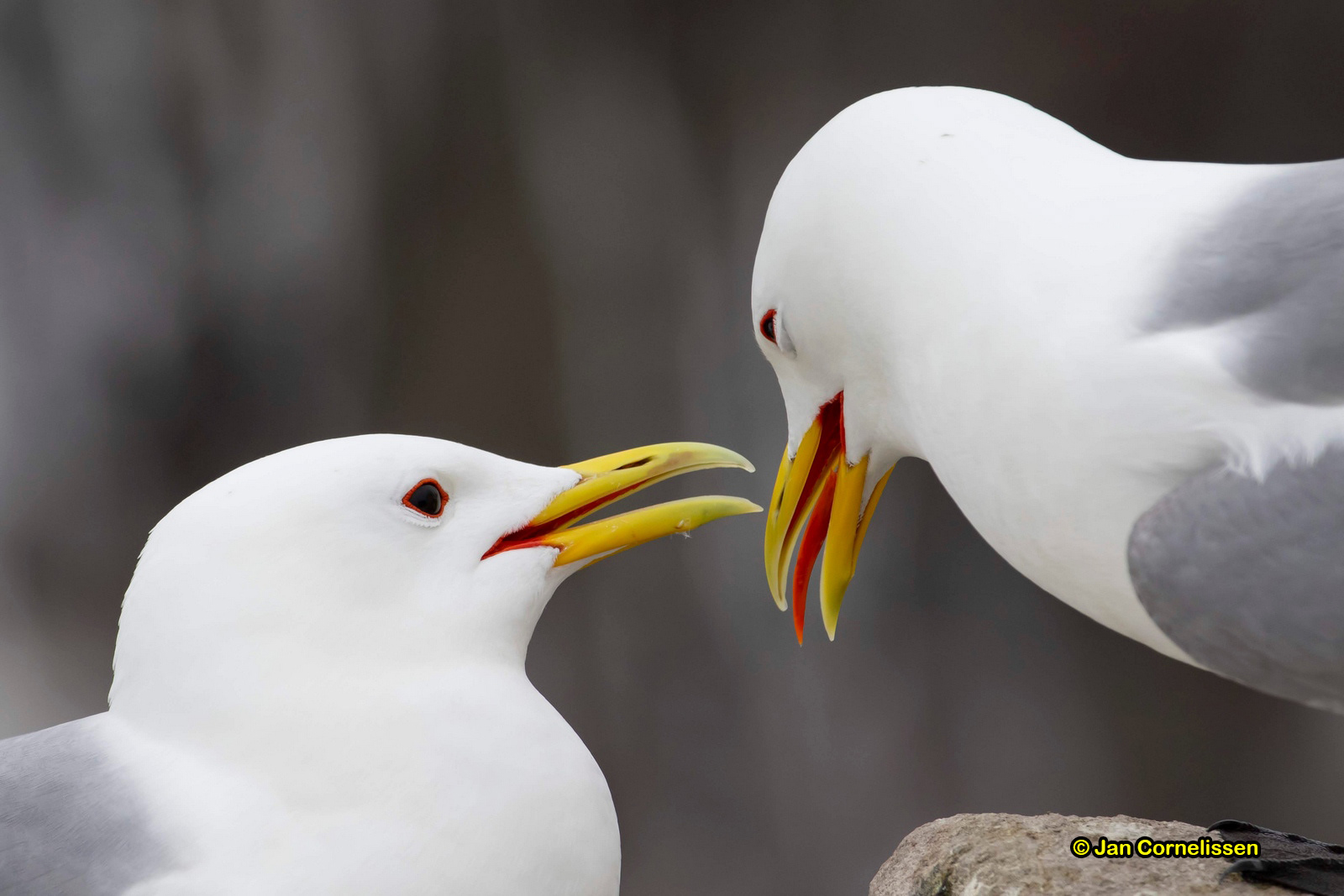 Drieteenmeeuwen - Kittiwake - Rissa tridactyla