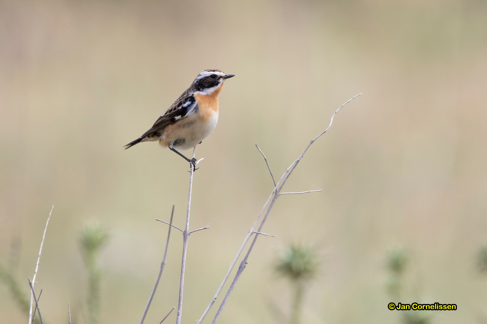 Paapje - Whinchat - Saxicola rubetra