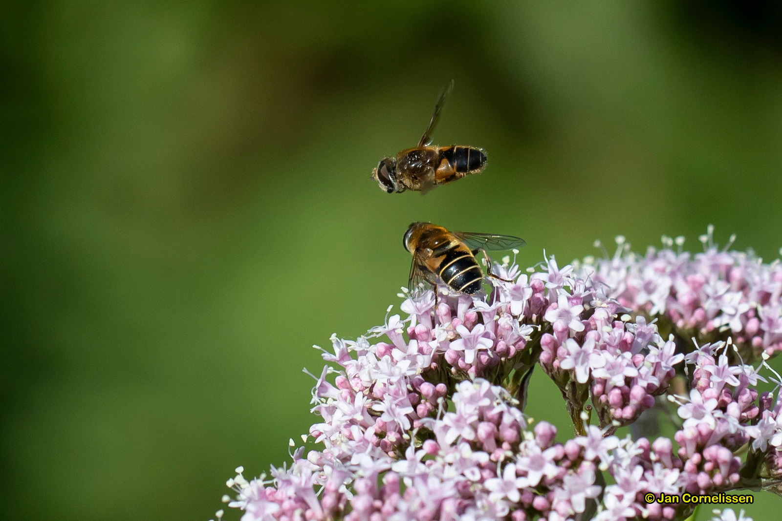Puntbijvliegen - Eristalis nemorum (Bocholt, B) 2020